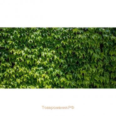 Фотобаннер, 300 × 200 см, с фотопечатью, люверсы шаг 1 м, «Виноградная стена»